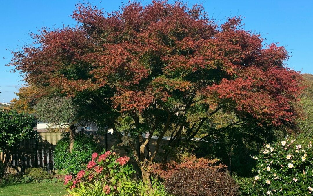 L’automne au jardin