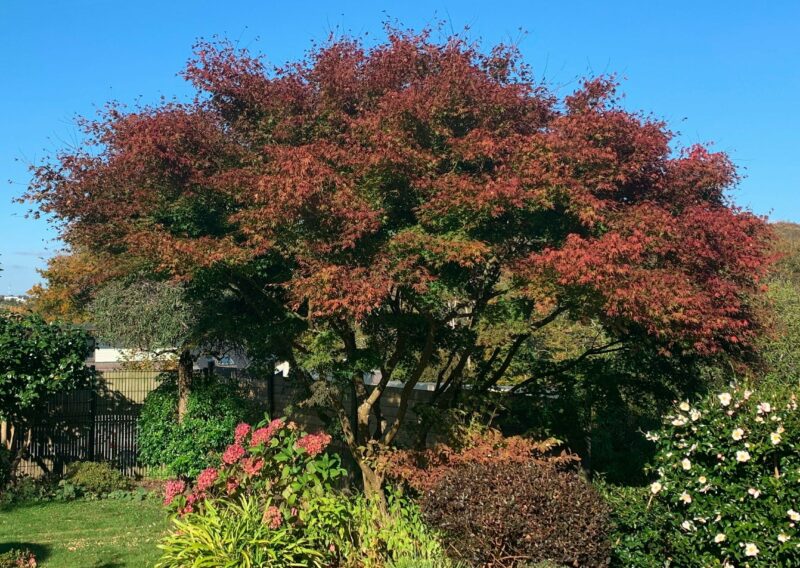 L’automne au jardin